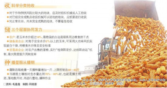 10月15日，高密市大牟家镇刘莉家庭农场，工作人员驾驶铲车搬运玉米。（□通讯员李海涛报道） □资料：毛鑫鑫制图：巩晓蕾