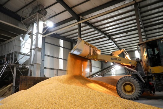 10月9日,东营市东营区谭家大棚种植农民专业合作社,工作人员正在烘干玉米。目前,东营区协调当地9个玉米烘干中心开足马力满负荷运转,日烘干能力达1280吨。(记者 卢鹏 通讯员 缪宏伟 报道)