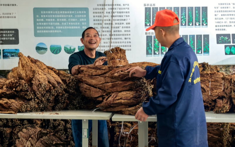 仁和坪村烟农前来交售雪茄烟叶。