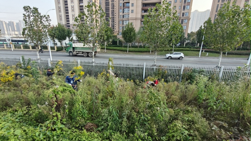 武汉农业农村部门铲除“加拿大一枝黄花”。