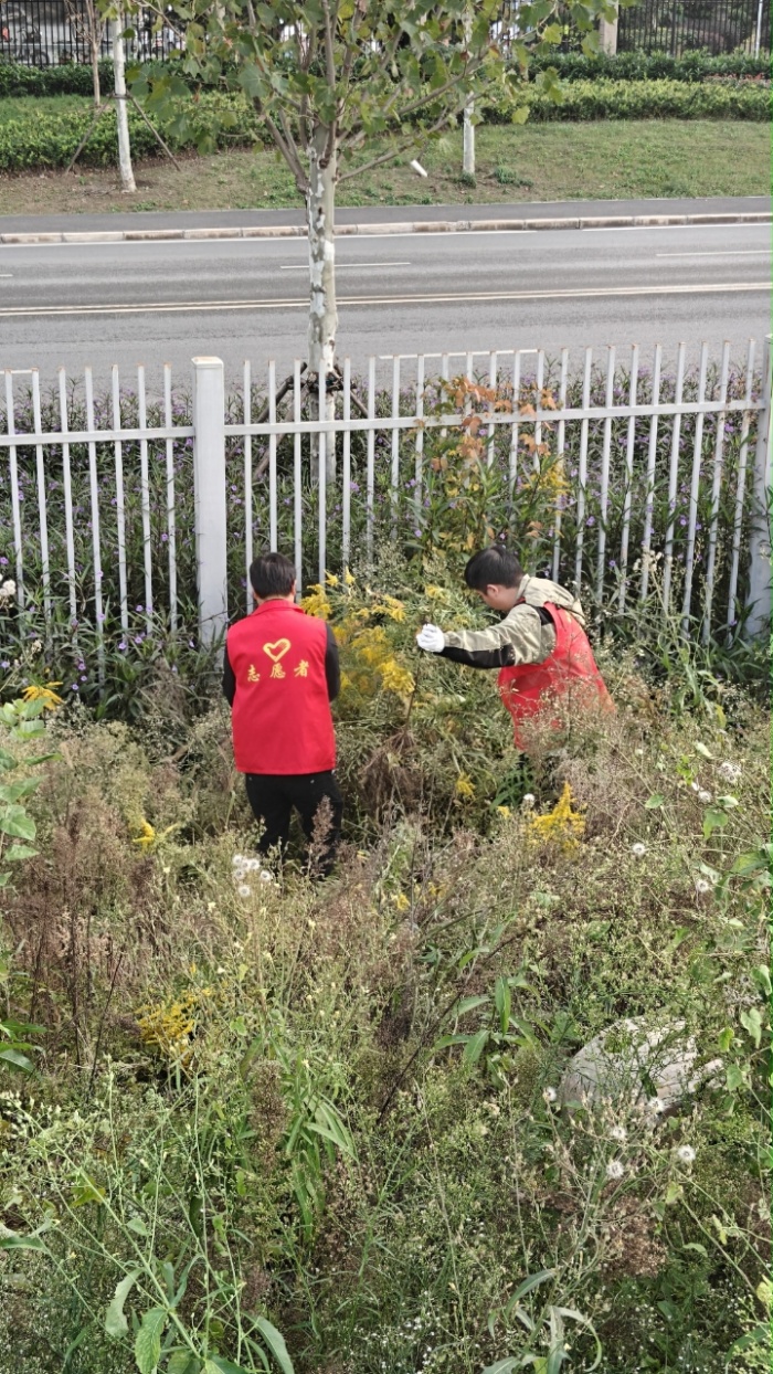 武汉农业农村部门铲除“加拿大一枝黄花”。