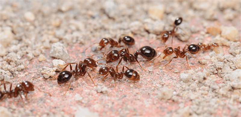 红火蚁