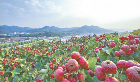 潍坊市临朐县寺头镇将“小红果”变成“致富果”。（资料图）