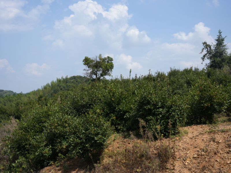 彭家垅村油茶基地