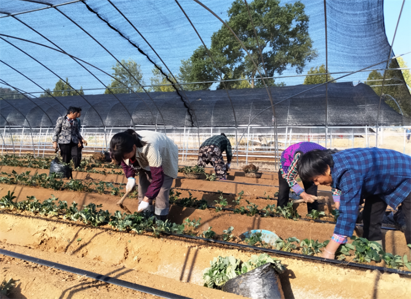 叶河村村民在草莓棚里劳作