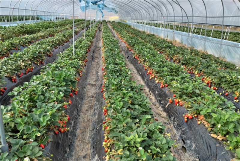 叶河村草莓种植园草莓收获