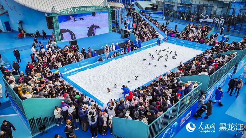 “淘学企鹅”巡游现场。人民网记者 张哲鑫摄