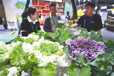 12月4日，观众在海南冬交会现场了解盆栽甘蓝。新华社记者 郭程 摄