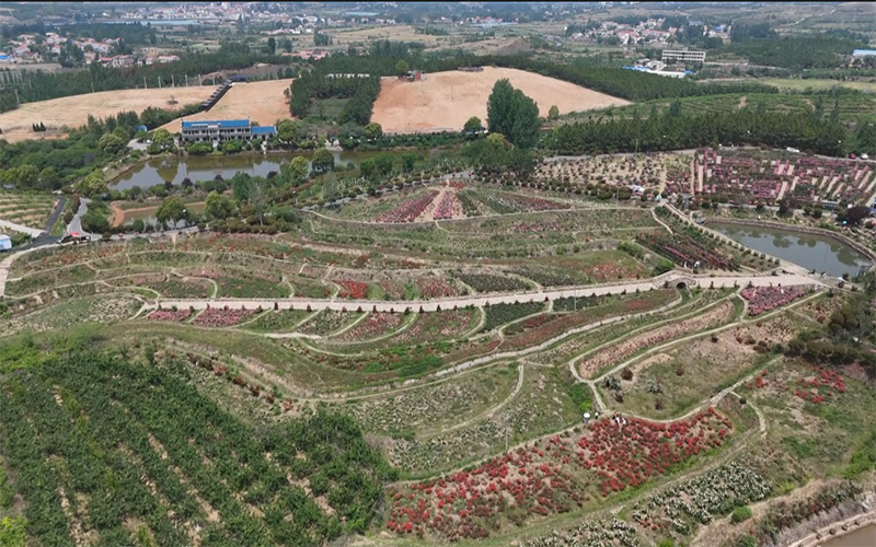 观音村连绵起伏的山坡上,梯田式的月季花竞相绽放。