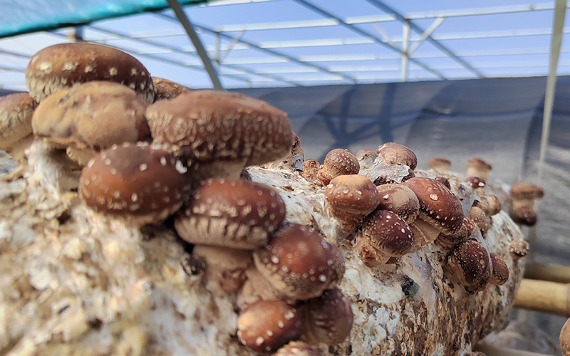 郝店镇关店村食用菌种植基地,一簇簇香菇从菌棒上探出“脑袋”。
