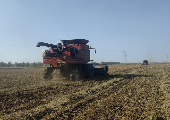 绥化市兰西县2000亩黑大豆迎丰收（资料图）。绥化市委宣传部供图