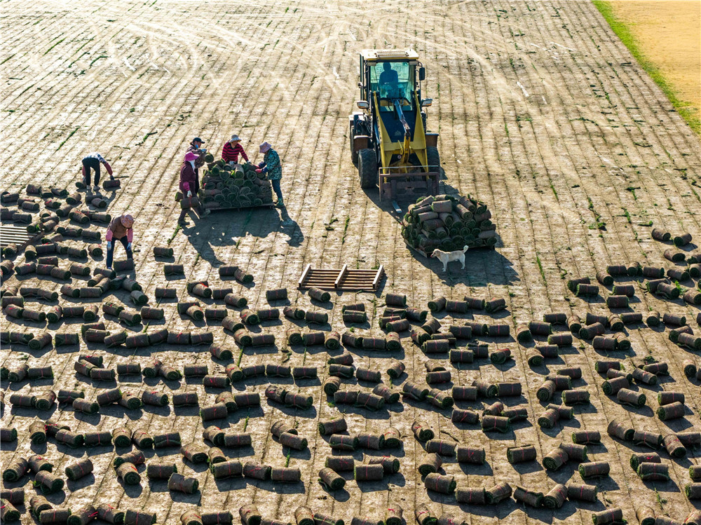 1月14日，铜陵市义安区顺安镇叶湖村花卉苗木基地内，农户在收卷草皮装车。