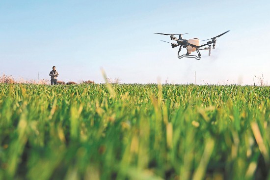 2月22日，宿松县复兴镇的麦田里，安徽农垦华阳河农场组织开展小麦无人机田管作业。本报通讯员 李龙 摄