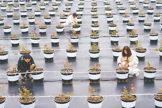 2月25日，怀宁县平山镇石牛村基质蓝莓基地，村民在管护蓝莓苗。 本报通讯员 檀志扬 刘宇骏 摄