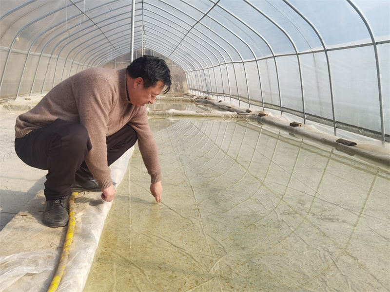 烟叶技术员查看育苗设施，指导育苗生产