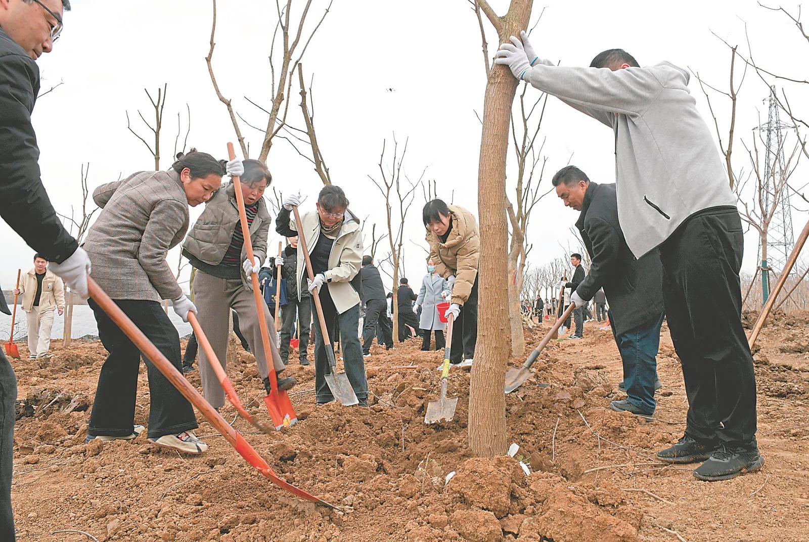 3月11日，淮南市谢家集区党员干部群众在望峰岗镇刘岗村一处采煤沉陷区治理项目现场开展义务植树活动，美化绿化生态环境。特约摄影 陈彬 摄