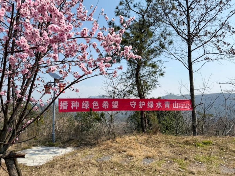 茶冲村崎山泊里植树点。