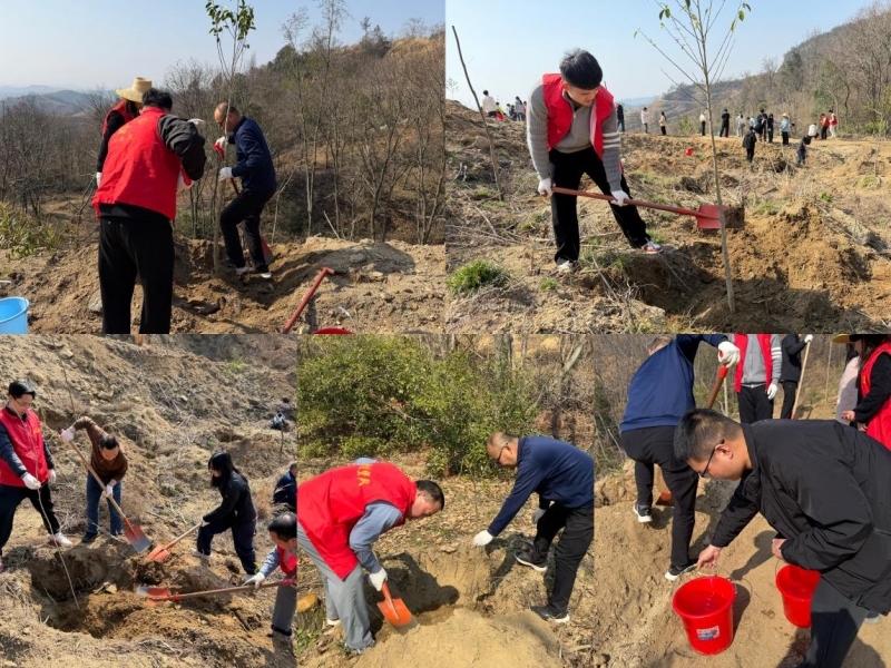 志愿者们分工协作开展植树。