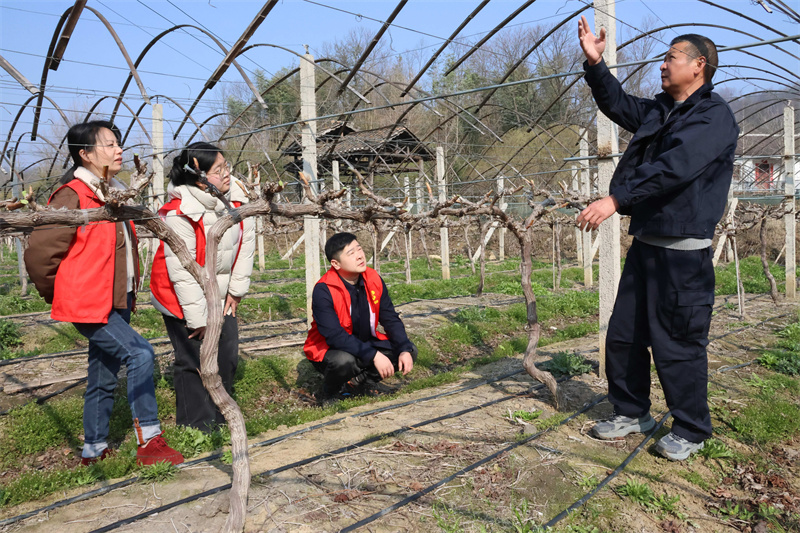 驻村工作队队长段金华讲解葡萄养护知识