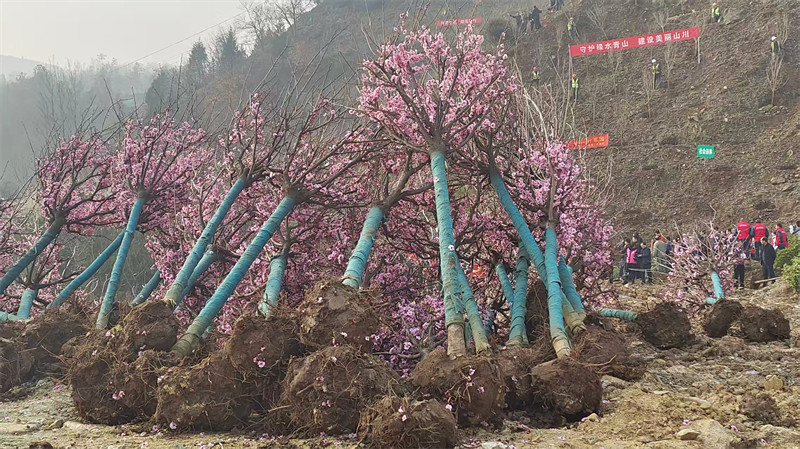 集中义务植树点位山脚下等待无人机吊运的桃树苗木。 徐光意摄