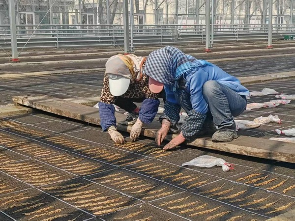 绥化市北林区种植户在进行穗行整理。绥化市北林区委宣传部供图