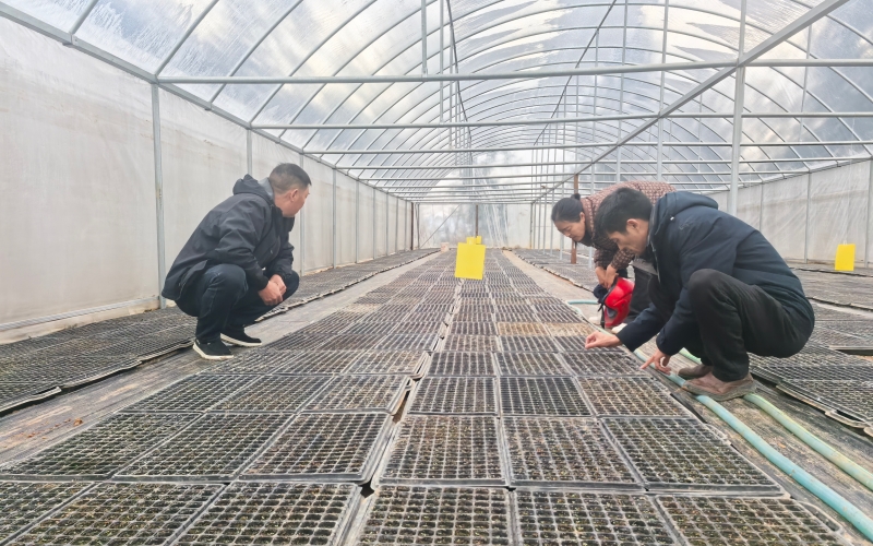 烟草部门技术员（右前）到育苗棚查看出苗情况。