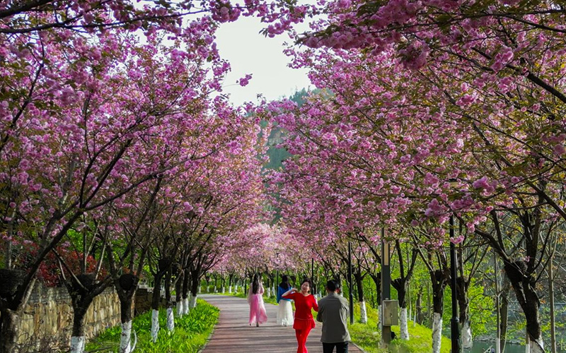 游客在天河水乡十里画廊樱花步道游玩打卡。郧轩文摄