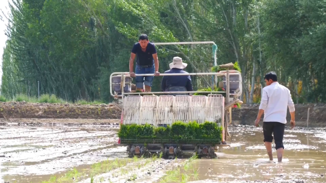 高速插秧机穿梭作业。上海宝山供图